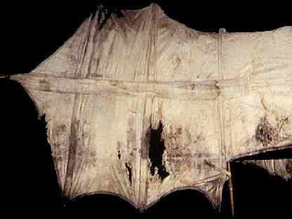 Cody, left wing 14kB jpg