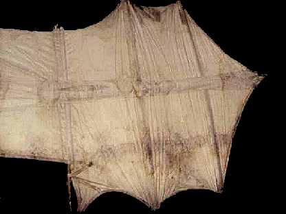 Cody, right wing  13kB jpg