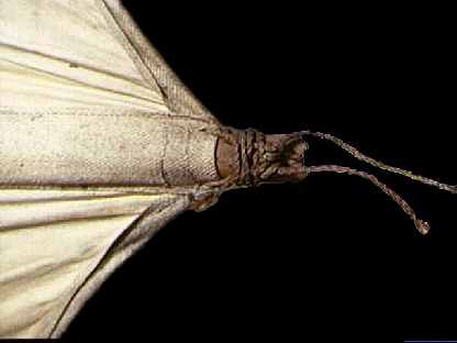 sail spars  10kB jpg